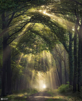 photo, road, nature, Netherlands